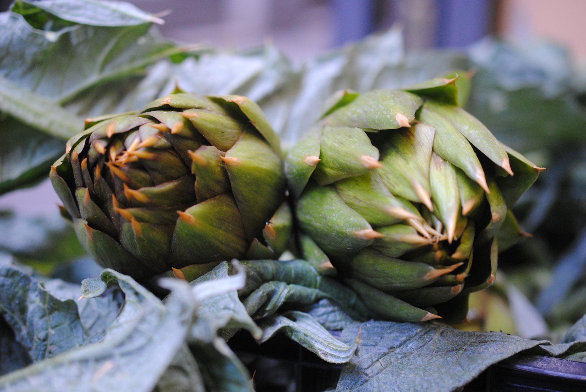 Giovedì InForma: il carciofo spinoso di Albenga!